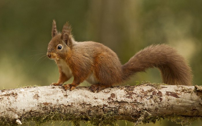 Обои на рабочий стол / SuperWallpapersP.124