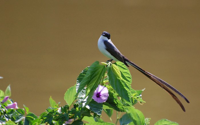 Обои на рабочий стол /Best HD Wallpapers Pack 1149