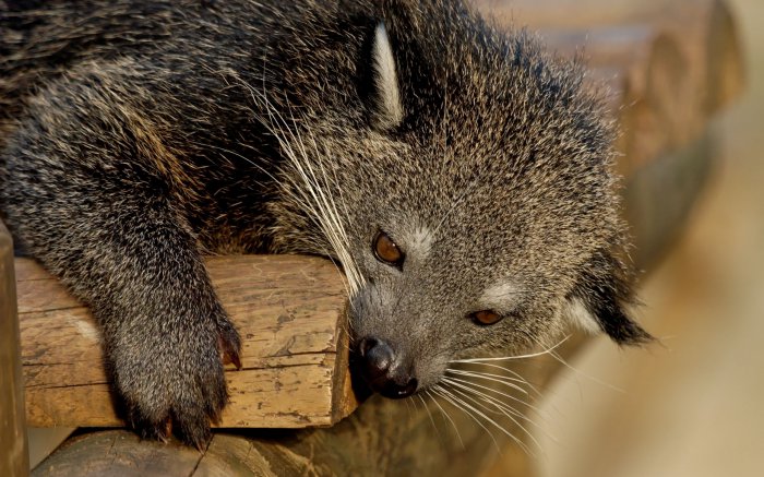 Обои на рабочий стол /Computer Desktop Wallpapers Collection 848