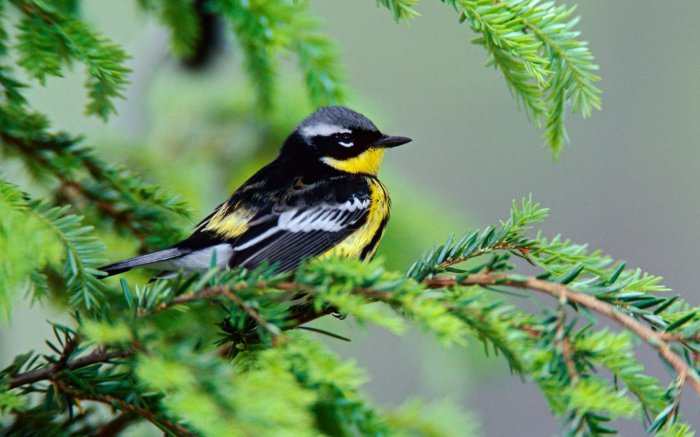 Обои на рабочий стол /Wallpapers. HQ. Mix 546