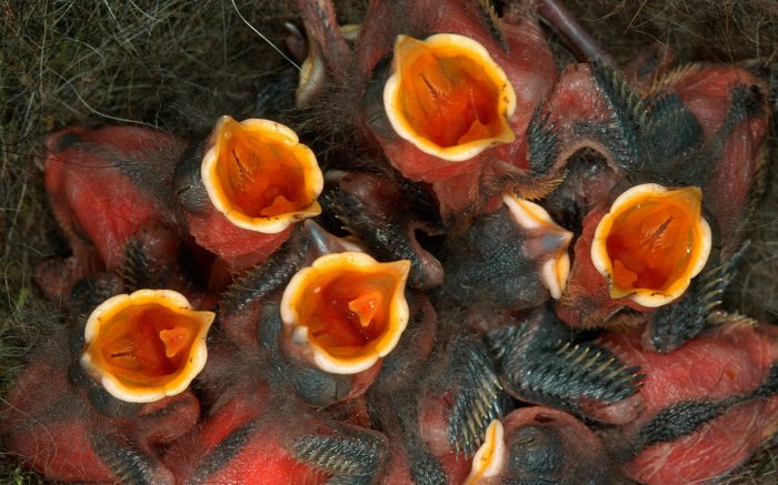 Обои на рабочий стол /Wallpapers. HQ. Mix 546