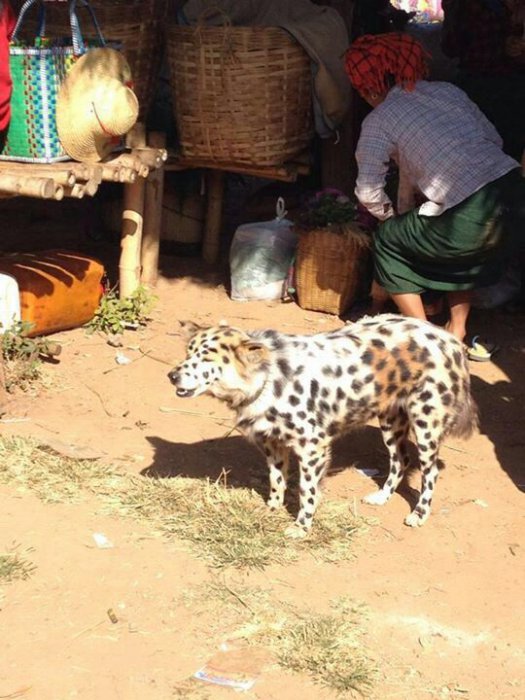 Забавные картинки