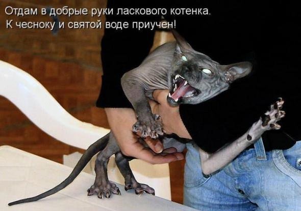 Жиденькая подборка вяло-прикольных картинок №3