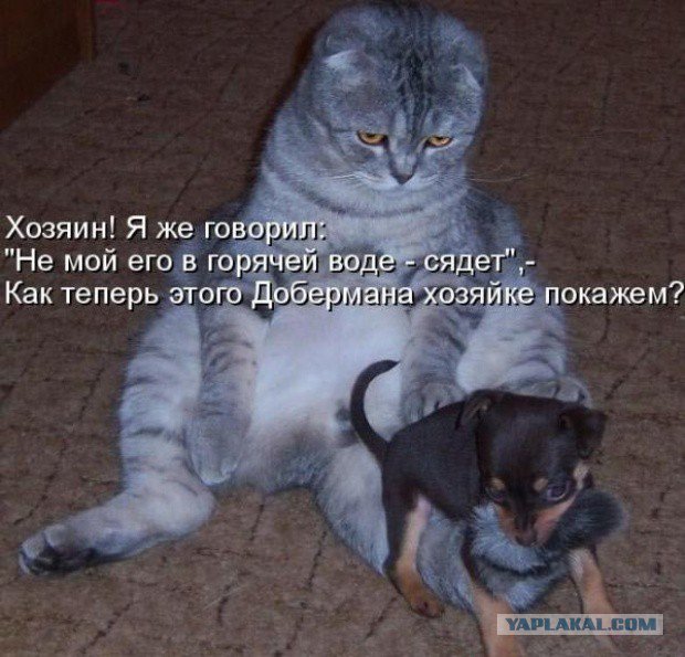 Жиденькая подборка вяло-прикольных картинок №4