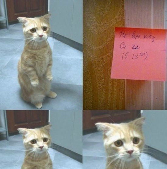 Забавные картинки