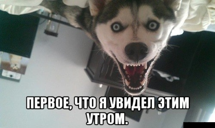 Забавные картинки