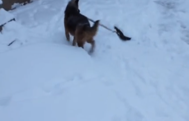 Собака чистит снег лопатой