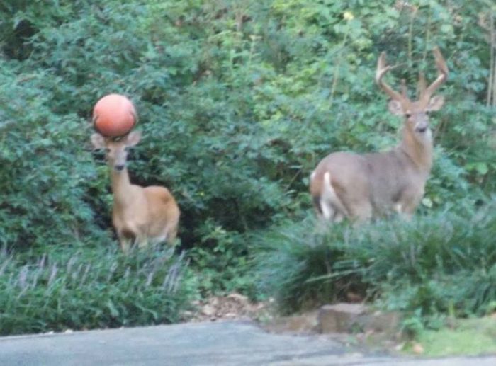 Забавные картинки