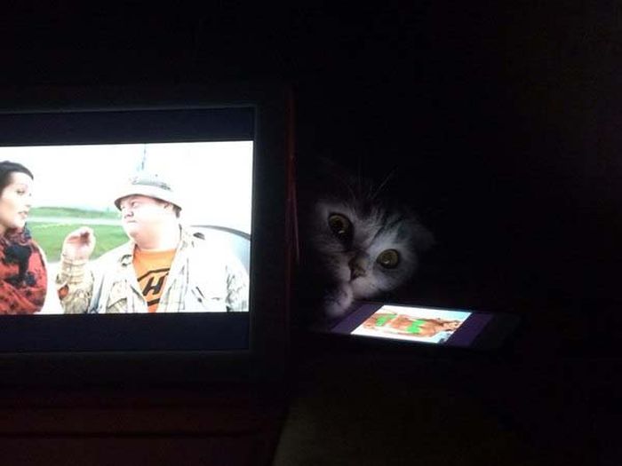 Забавные картинки