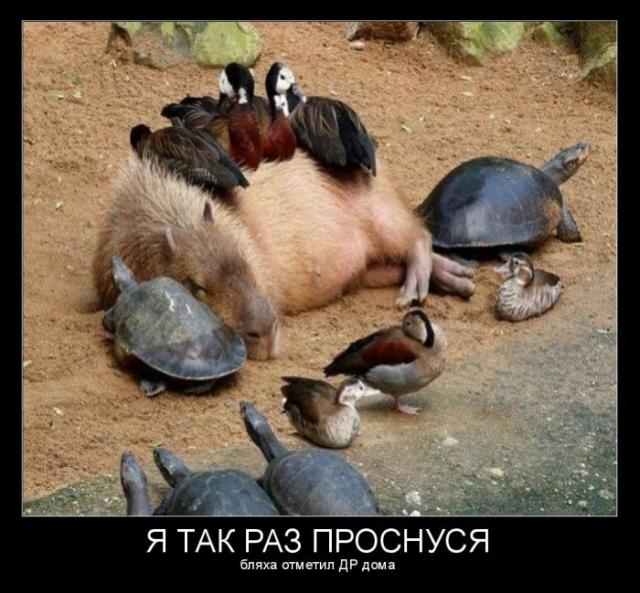 Демотиваторы (30 фото)