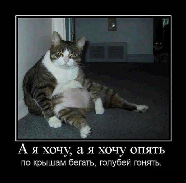 Демотиваторы (30 фото)