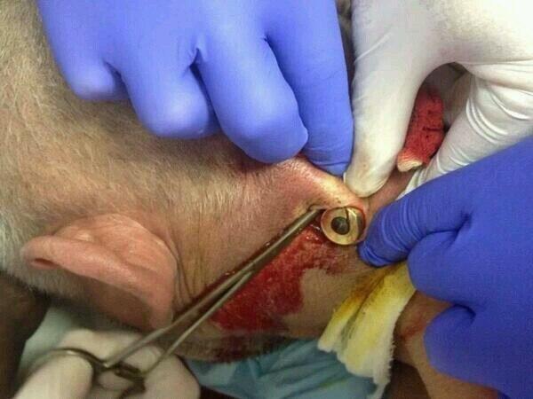 На Майдане стреляют в милицию (обновляется) На Майдане стреляют в милицию (обновляется)