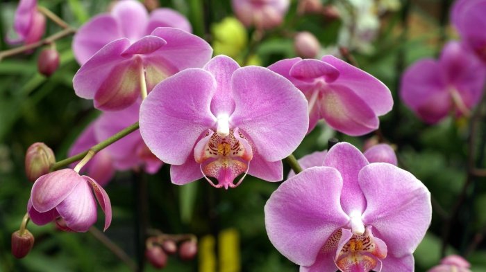 Обои на рабочий стол /HD Computer Wallpaper 14