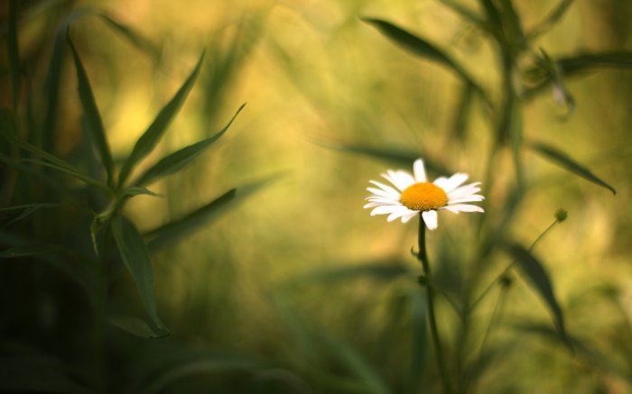 Обои на рабочий стол /Computer Desktop Wallpapers Collection 856