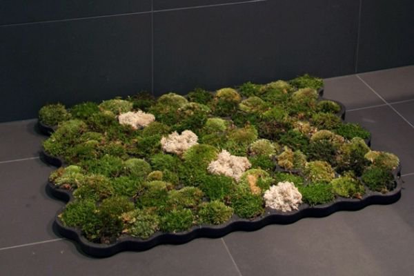 Живой коврик для ванной комнаты