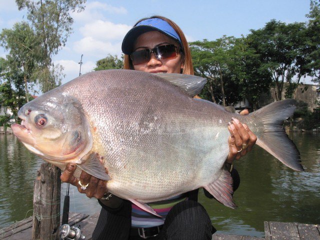 Паку - рыба с человеческими зубами