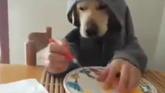 Собака ест руками