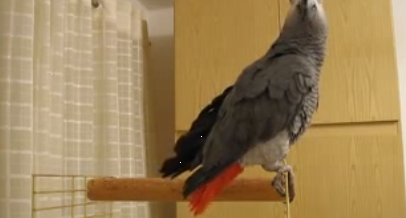 Майданутый попугай Яшка