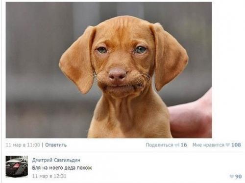 Смешные комментарии их социальных сетей