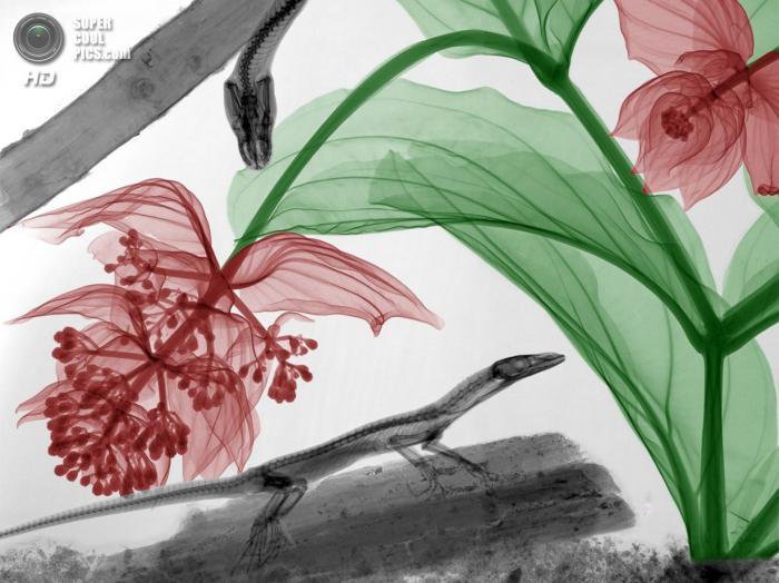 Рентгеновское искусство Ари Вант-Рита