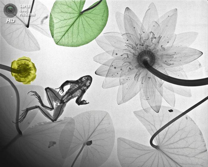 Рентгеновское искусство Ари Вант-Рита