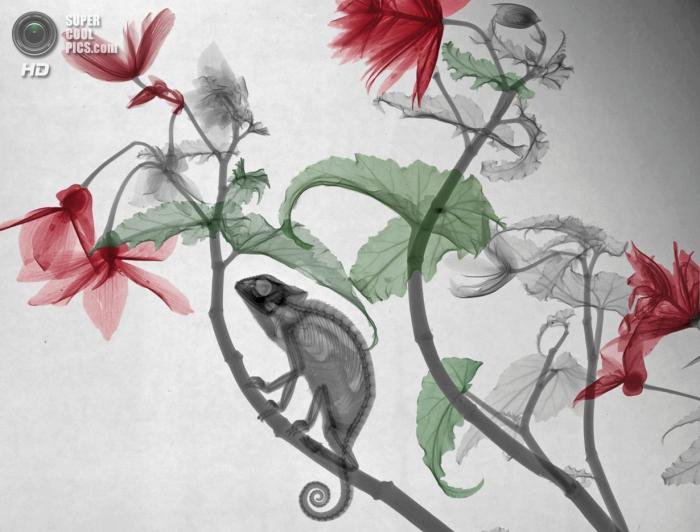 Рентгеновское искусство Ари Вант-Рита