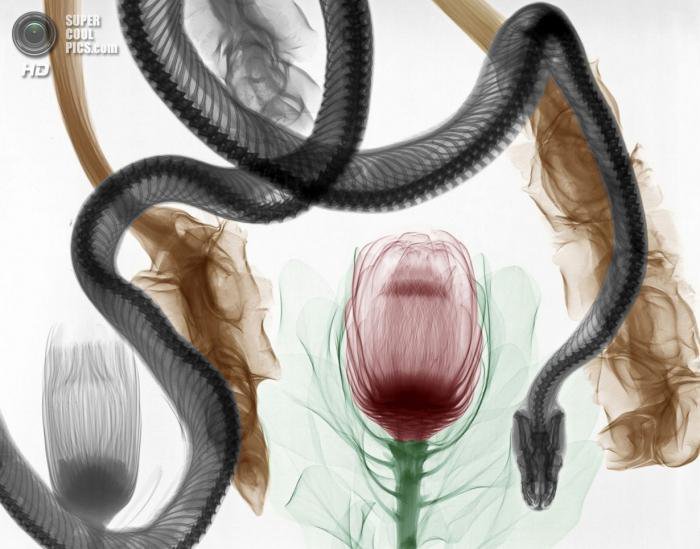 Рентгеновское искусство Ари Вант-Рита