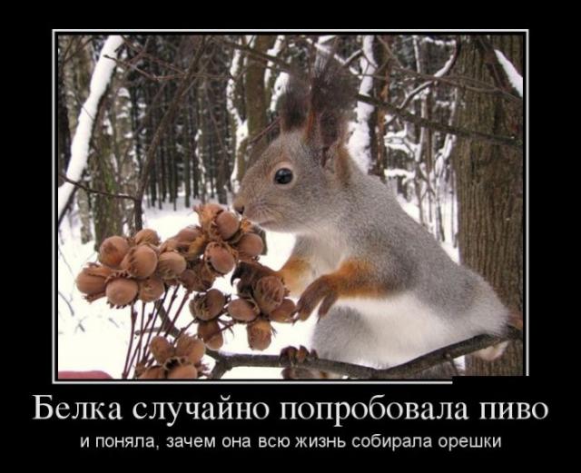 Демотиваторы (30 фото)