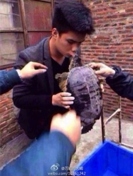 Поцеловал черепаху