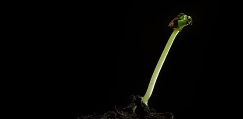 Сейчас вы увидите чудо