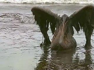 В Мексиканский залив вылилось более 600 тонн нефтепродуктов В Мексиканский залив вылилось более 600 тонн нефтепродуктов