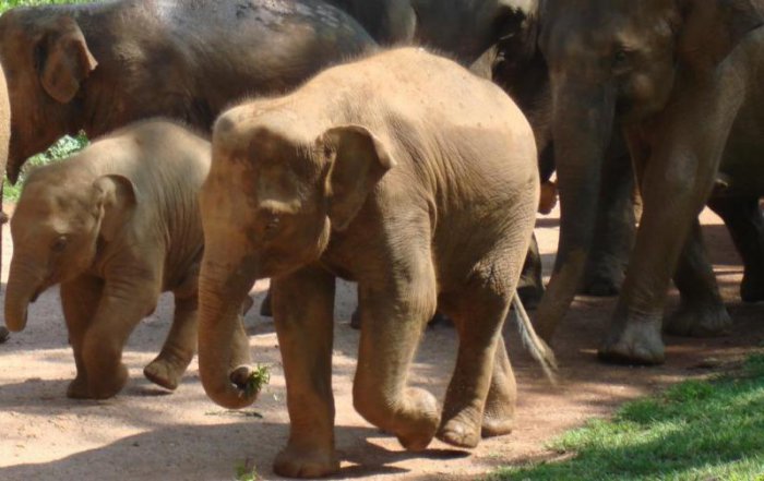 Как заботятся о слонах на Шри-Ланке