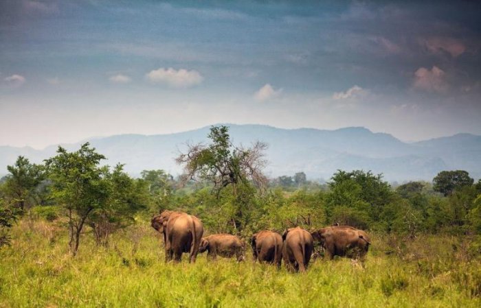 Как заботятся о слонах на Шри-Ланке