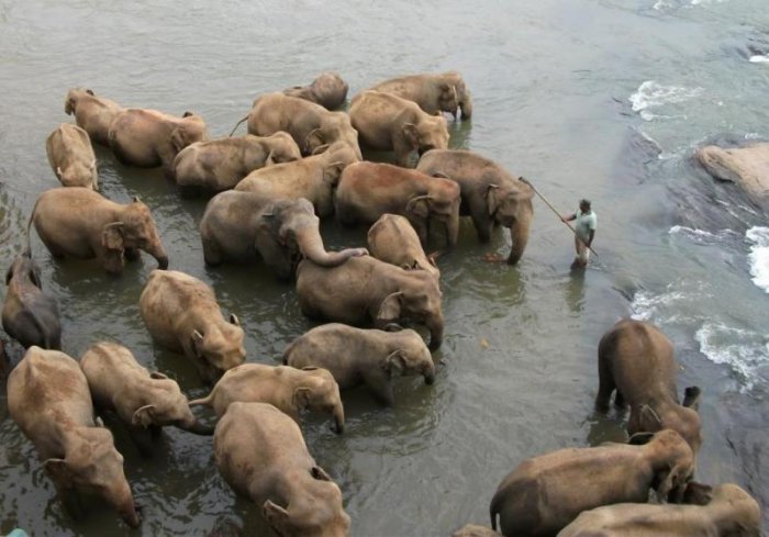 Как заботятся о слонах на Шри-Ланке