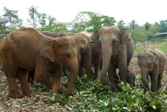 Как заботятся о слонах на Шри-Ланке