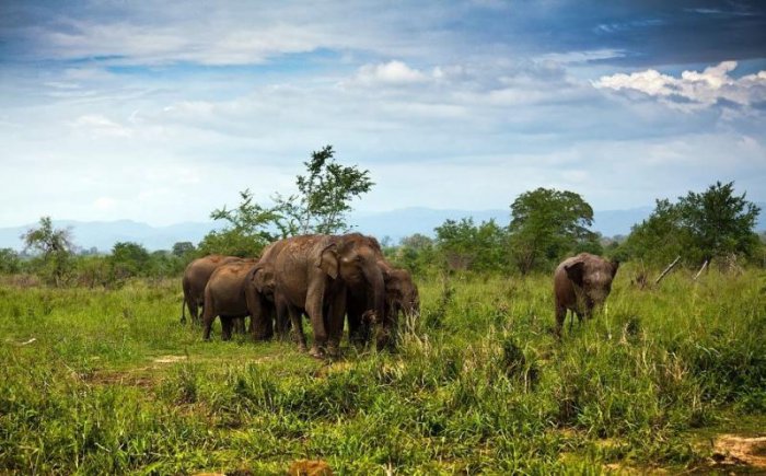 Как заботятся о слонах на Шри-Ланке