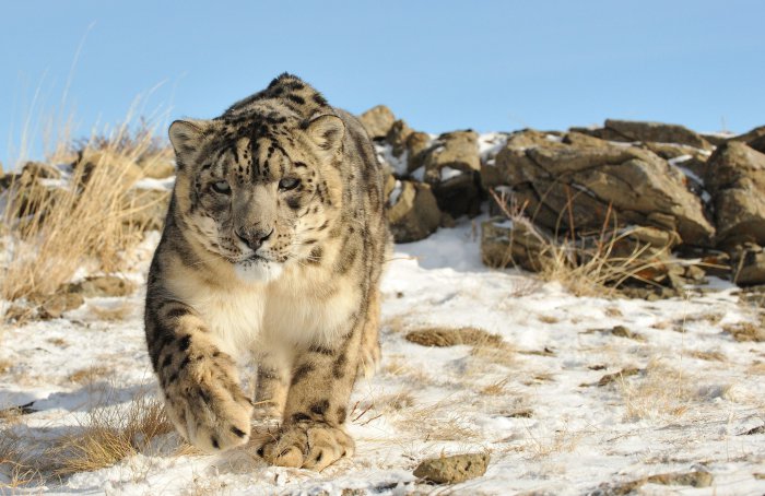 Обои на рабочий стол / Super Wallpapers P.132 by cepesh