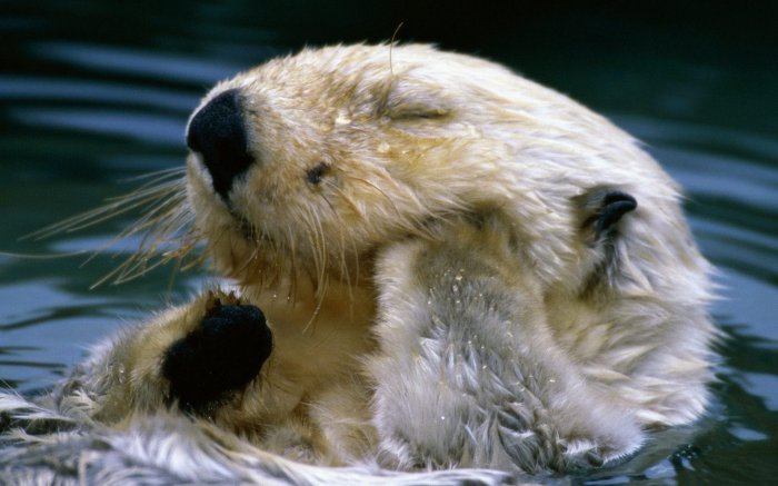 Обои на рабочий стол / Super Wallpapers P.132 by cepesh