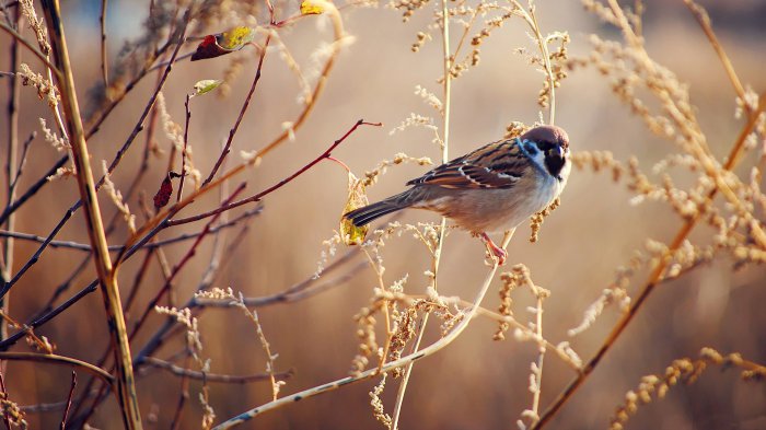 Обои на рабочий стол / Super Wallpapers P.132 by cepesh