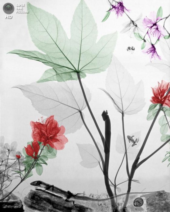 Рентгеновское искусство Ари Вант-Рита