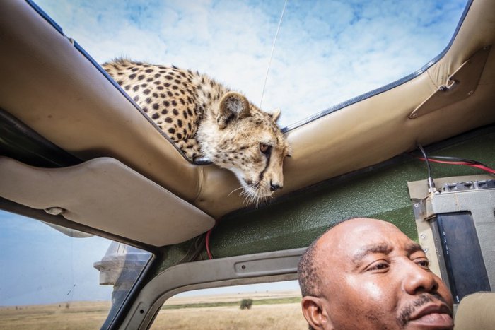 Закрывайте люк на крыше автомобиля во время сафари