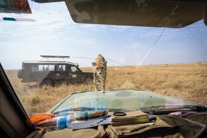 Закрывайте люк на крыше автомобиля во время сафари