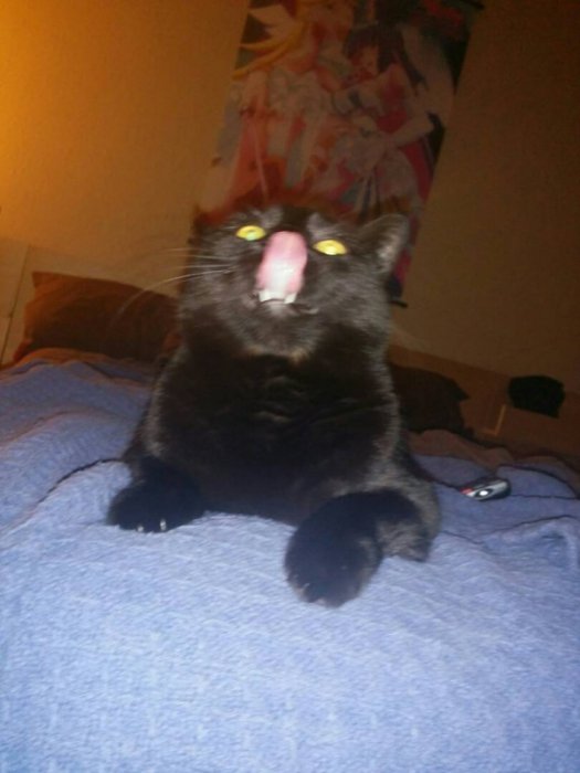 Милые и забавные животные