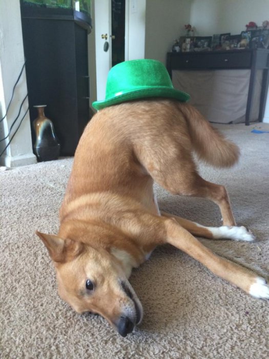 Милые и забавные животные