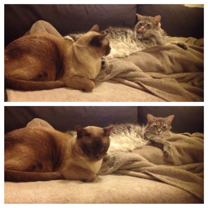 Милые и забавные животные