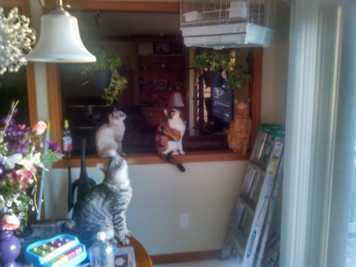 Милые и забавные животные