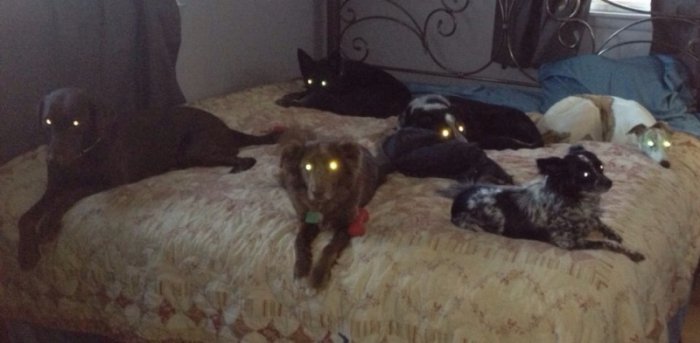 Милые и забавные животные