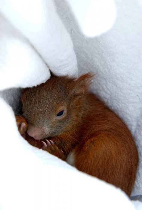 Милые и забавные животные