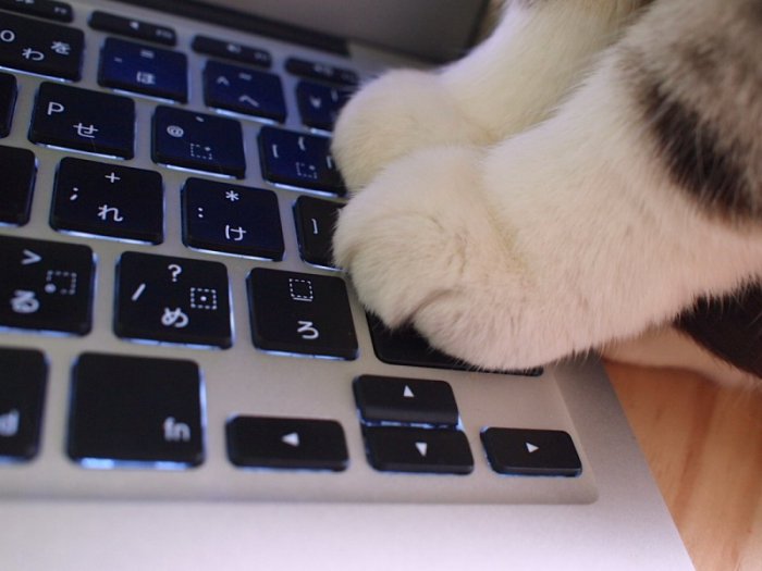 Милые и забавные животные