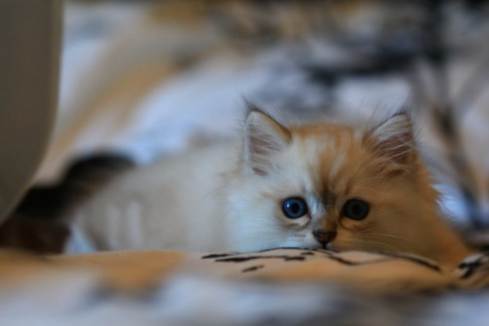 Милые и забавные животные